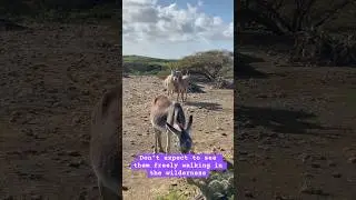 Wild life on Bonaire #caribbean #caribbeancruise #donkey #bonaire #dutch #aruba #curacao