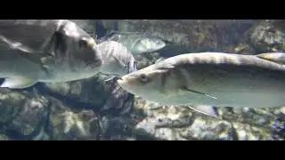 Fish Swarm Optimization Algorithm - Unveiling the Power of Nature-Inspired Optimization