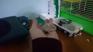 Hamster gonzales yavru kardeşler