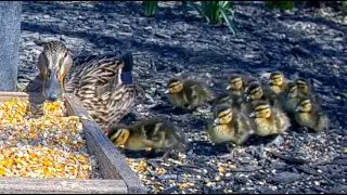 First Mallard Ducklings of 2024