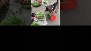 Smart dog knows how to go to the market