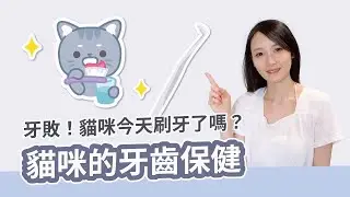 牙敗！你的貓咪今天刷牙了嗎？