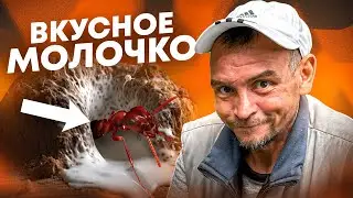 ВЫПИЛ 4 ЛИТРА МОЛОЧКА И ПРЕВРАТИЛСЯ В ШАРИК