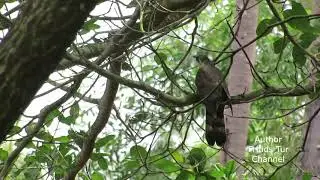 Large hawk-cuckoo sounds.Forest birds of Vietnam.