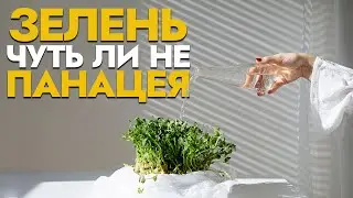 Зелень. Белок. Гемоглобин / Фролов Ю.А.