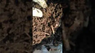 кун совуганда чувалчангни ишлаш жарайони