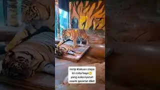 Harimau Romantis bikin kesel 