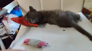 самозанятый котик Силко