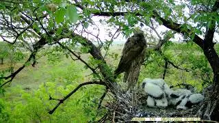 Saker family after rain