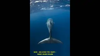 Minke Whales | The Most Abundant Whale Species #fypシ #whale #whales #ocean #facts #seaanimals