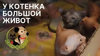 Большой живот у котенка | Вздутие живота у котенка | 4 причины