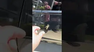 cricket jumpscare