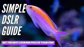 Guide for Fish Photography with a DSLR - SIMPLE!!!