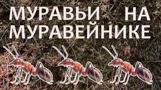 Муравьи в дикой природе под залипательную музыку в стиле Эмбиент | 4k ultra hd
