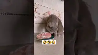 Funny Cat 🤣🤣 #funnyshorts #shortsvideo #shortsfeed #shortsviral #animals