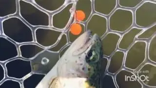 Форель на пасхальные Ыычки