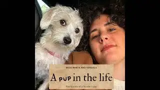 You must have an investment thesis - A Pup In The Life ep. 54