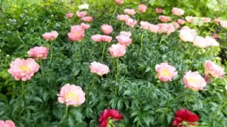 How do Coral Peonies Coral Charm and Red Charm bloom?