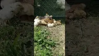 Будни многодетной мамы-курочки #жизньвдеревне