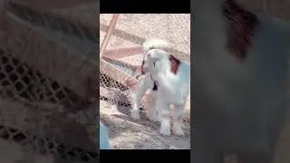 Cute Little goat🐐 #shorts