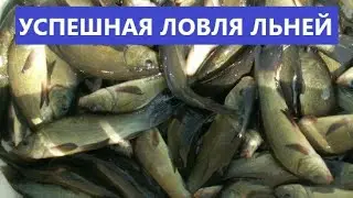 🐟 ИСТОРИЯ О ТОМ КАК ЛОВИЛИ ЛЬНЕЙ.
