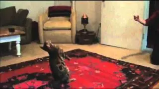 The Amazing Flying Bengal Cat, Kimmy loves to do backflips
