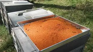 Fresh Pollen