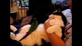 Can cats and birds get along?