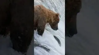 Salmon swimming the gauntlet