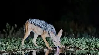 Beautiful Black-Backed Jackal