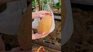 Small melon harvest.
