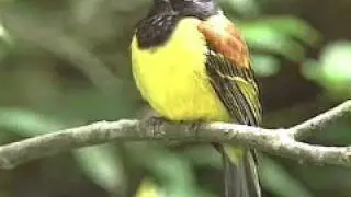 Aves da Mata Atlântica