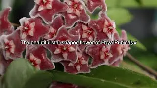 Ang Bango At Magandang Bulaklak ng HOYA[Filipino Life In Japan]