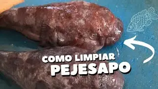 Como se limpia un pejesapo #pejesapo #fishing