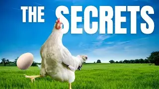 The Egg Came Before The Chicken? Q&A