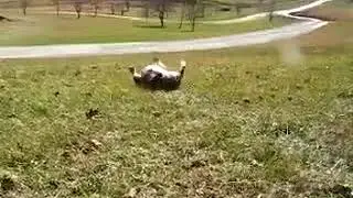 Милейшая милота!!!! У собаки отдыхают ножки ))))