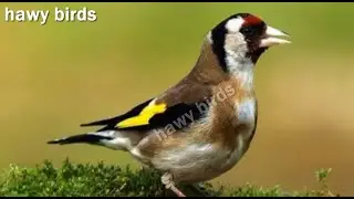 بتبتات تسحر الحسون وتجعله يغرد قمة الهيجان على الأنثى