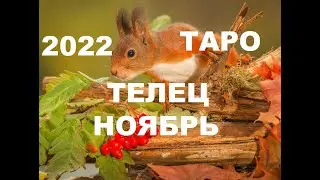 ТАРО ТЕЛЕЦ НОЯБРЬ 2022