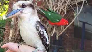 MAGPIE IN MY GYM | Part 1 | Welcome to the jungle! 🦜
