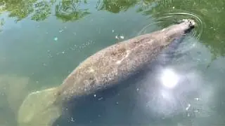 Kayaking with Manatees in Crystal River, Florida