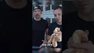 Discussing Boa Genetics