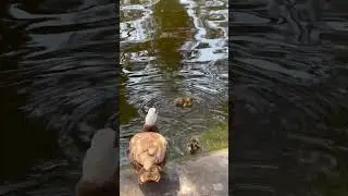 Little ducks 🥰 cute duck #ducktales #littleducks