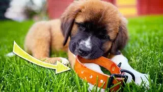 How to Make a Great 15-Minute Dog Collar (For ANY Size Dog!)