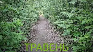 #Травень 🌼 місяць, зелений 🌳 Крюківський #ліс та 🐾 чудова #прогулянка у спекотний день весни 4к