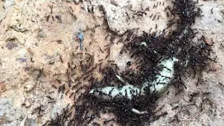 Killer Ants Wear Down Iguana.