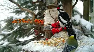 ПЁСТРЫЕ ДЯТЛЫ ♀ & ♂