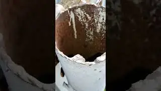 трубовые синицы
