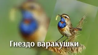 Гнездо варакушки