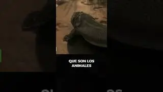 El Genoma Más Largo del Reino Animal Ha sido Secuenciado 😧