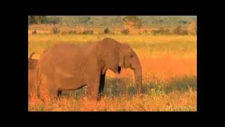 African Savannah
